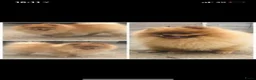 Pomeriaan honden te koop: Pomeranian pomeriaan pups  - Advertentie 23