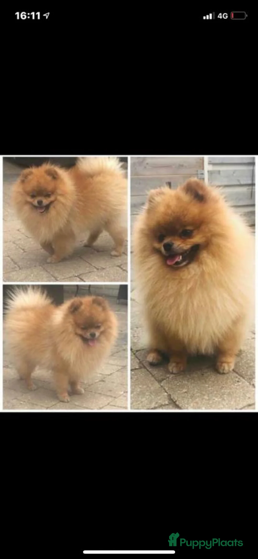 Pomeriaan honden te koop: Pomeranian pomeriaan pups  - Advertentie 23