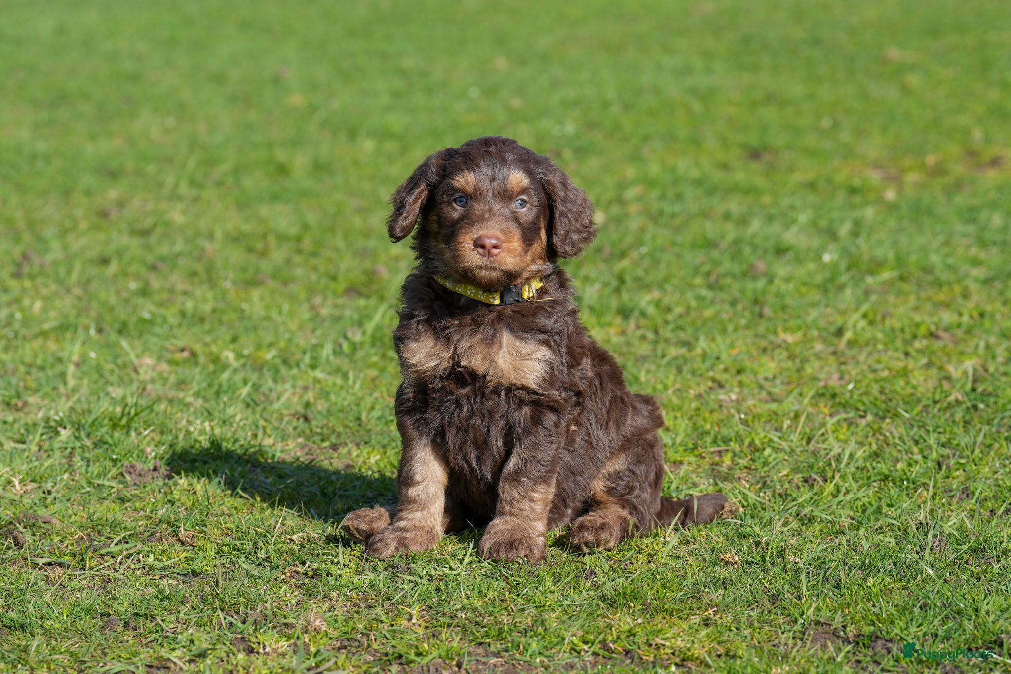 Kruising honden Bernedoodle pups te koop - Advertentie 1
