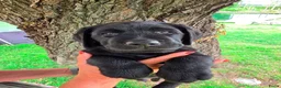 Labrador Retriever honden te koop: Prachtig zwart labrador reutje ! ♥ - Advertentie 19