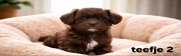 Boomer honden te koop: Prachtige CHOCO ! en CHOCO BONT ! boomer pups. - Advertentie 5