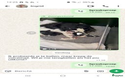 Cavalier King Charles Spaniel honden te koop: Viervoeters  of karel edouards - Afbeelding 2