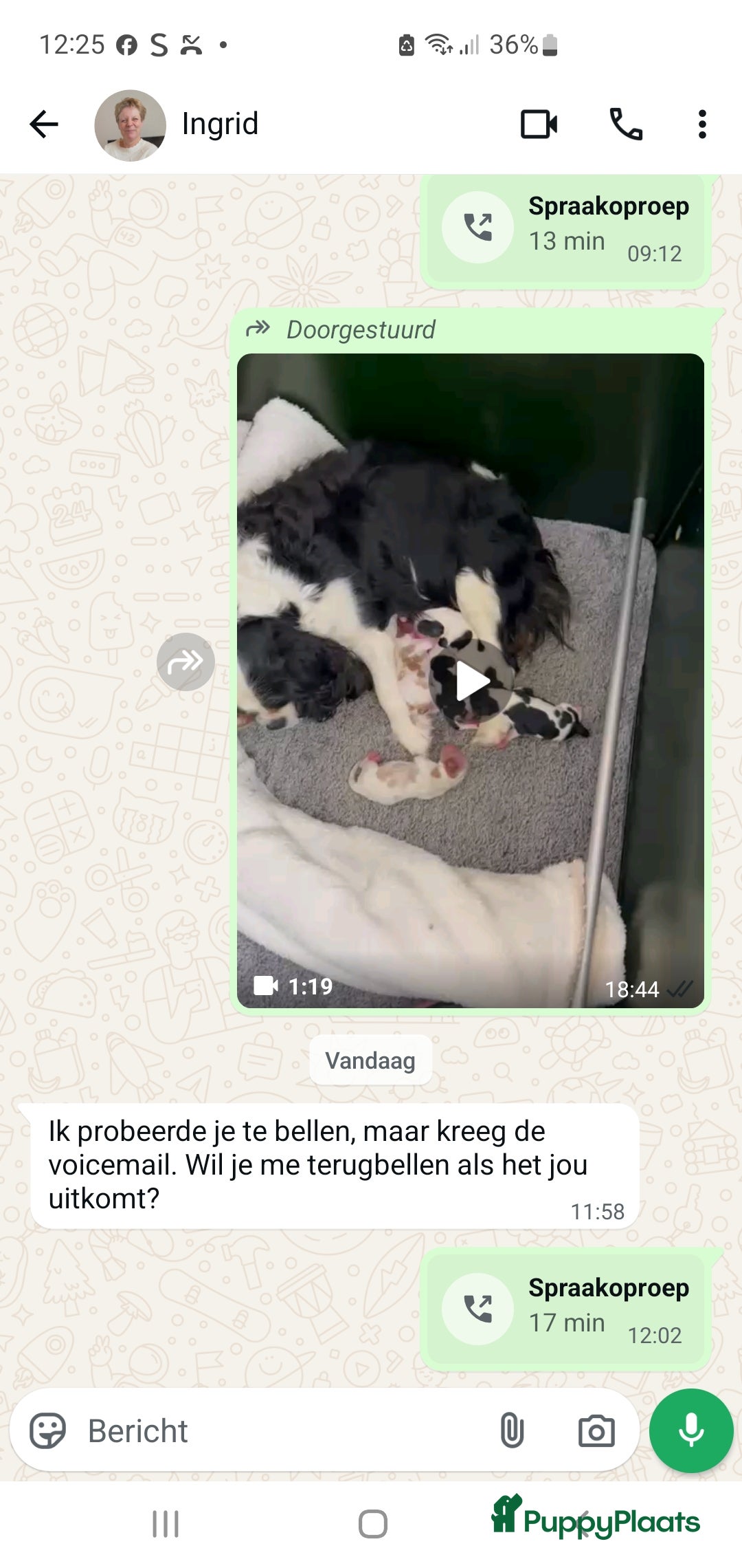 Cavalier King Charles Spaniel honden te koop: Viervoeters  of karel edouards - Afbeelding 2