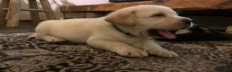 Labrador Retriever honden te koop: De ouders zijn van Uitmuntende afstamming! - Advertentie 7