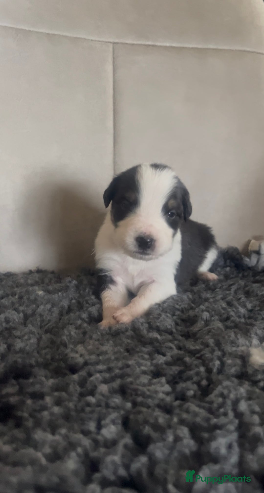 Australian Shepherd honden te koop: Raszuivere Australian Shepherd pups - Advertentie 12