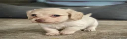 Teckel (langhaar) honden te koop: Langharige kleurrijke teckel pups blond/cream - Advertentie 9