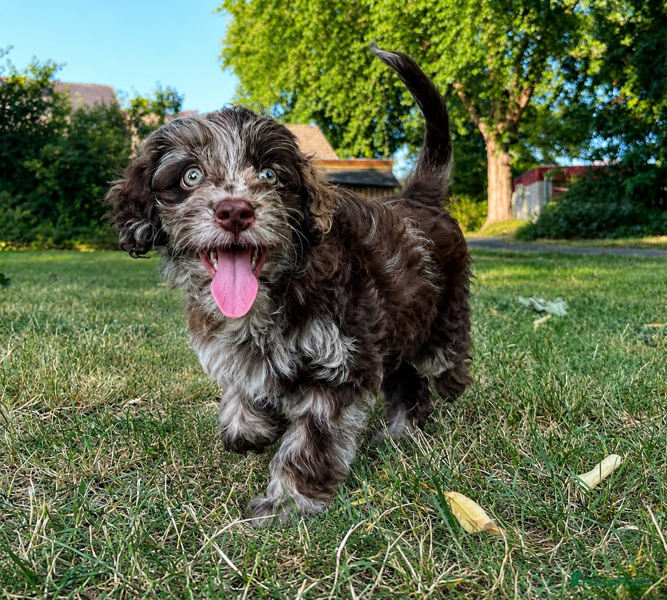 Labradoodle honden prachtige Labradoodle pup mag nu verhuizen - Advertentie 2