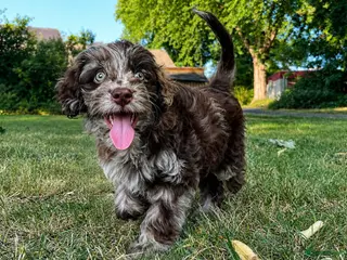 Labradoodle honden prachtige Labradoodle pup mag nu verhuizen - Advertentie 2