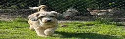 Kruising honden te koop: mooie kruising tibetaanse x australian labradoodle - Advertentie 7