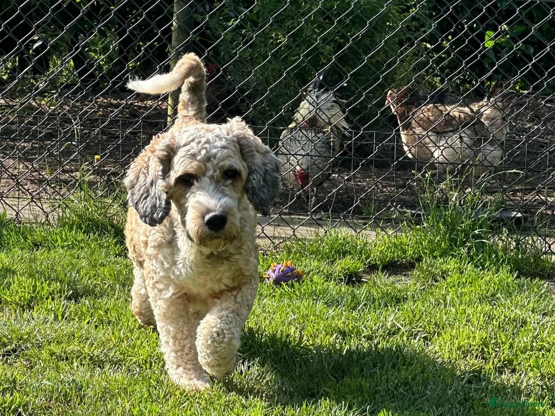 Kruising honden te koop: mooie kruising tibetaanse x australian labradoodle - Advertentie 7