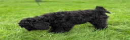 Cockapoo honden te koop: Amerikaanse Cockapoo pups - Advertentie 9