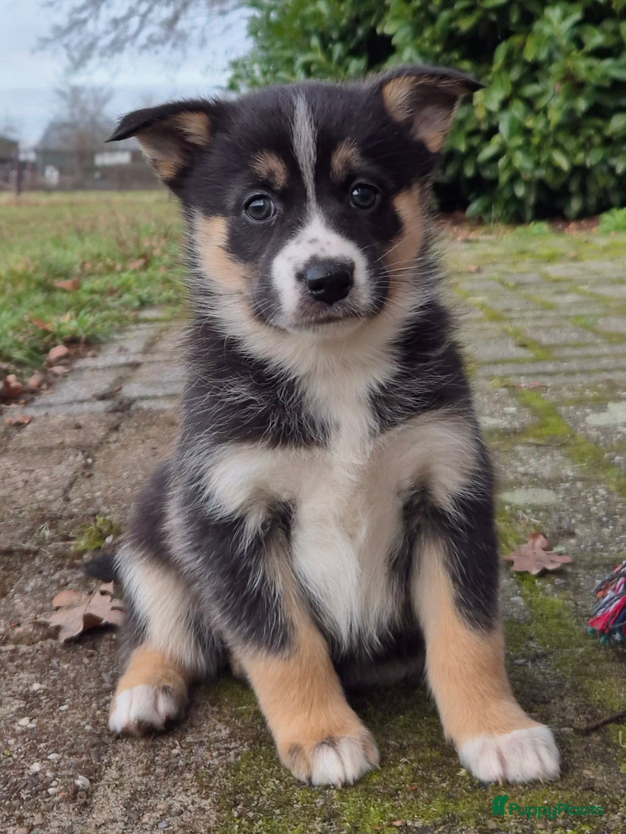 Kruising honden Australian shepherd x Pomsky (mini-aussie) - Advertentie 4