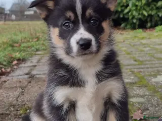 Kruising honden Australian shepherd x Pomsky (mini-aussie) - Advertentie 4