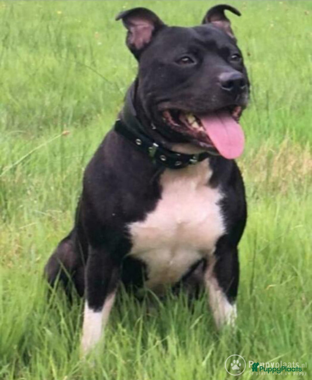 Engelse Stafford honden te koop: Engelse Staffordshire Bull terrier, Laatse Pup! - Advertentie 18