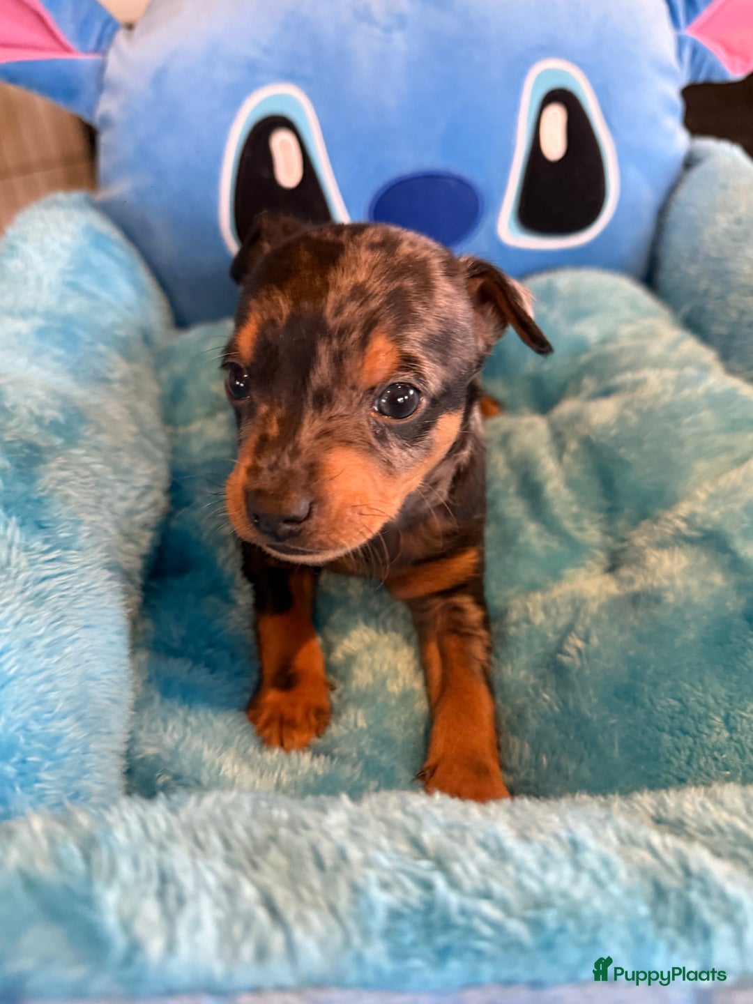 Dwergpinscher honden te koop: Dwergpinscher pups - Advertentie 4