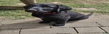 Labradoodle Puppy 8