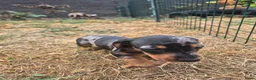Teckel (korthaar)  honden te koop: Dwerg teckel pups - Advertentie 20