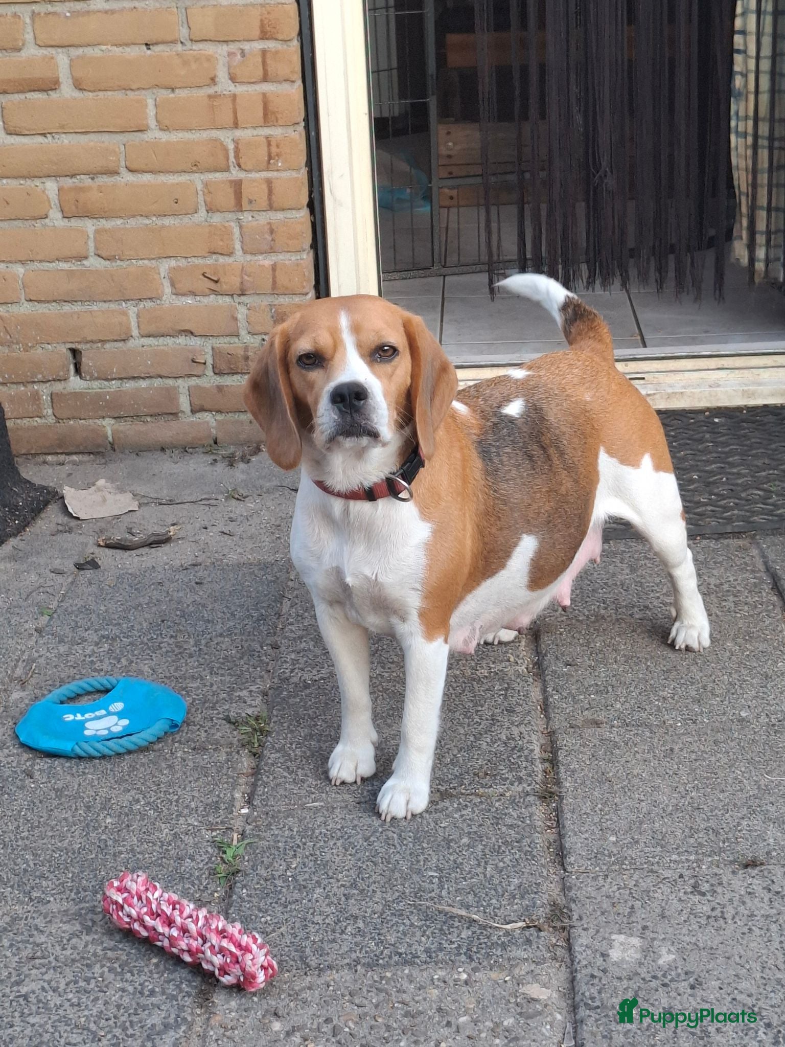 Kruising honden Beagle kruising - Advertentie 6