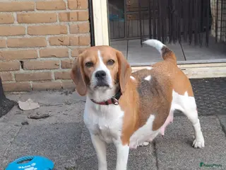 Kruising honden Beagle kruising - Advertentie 6