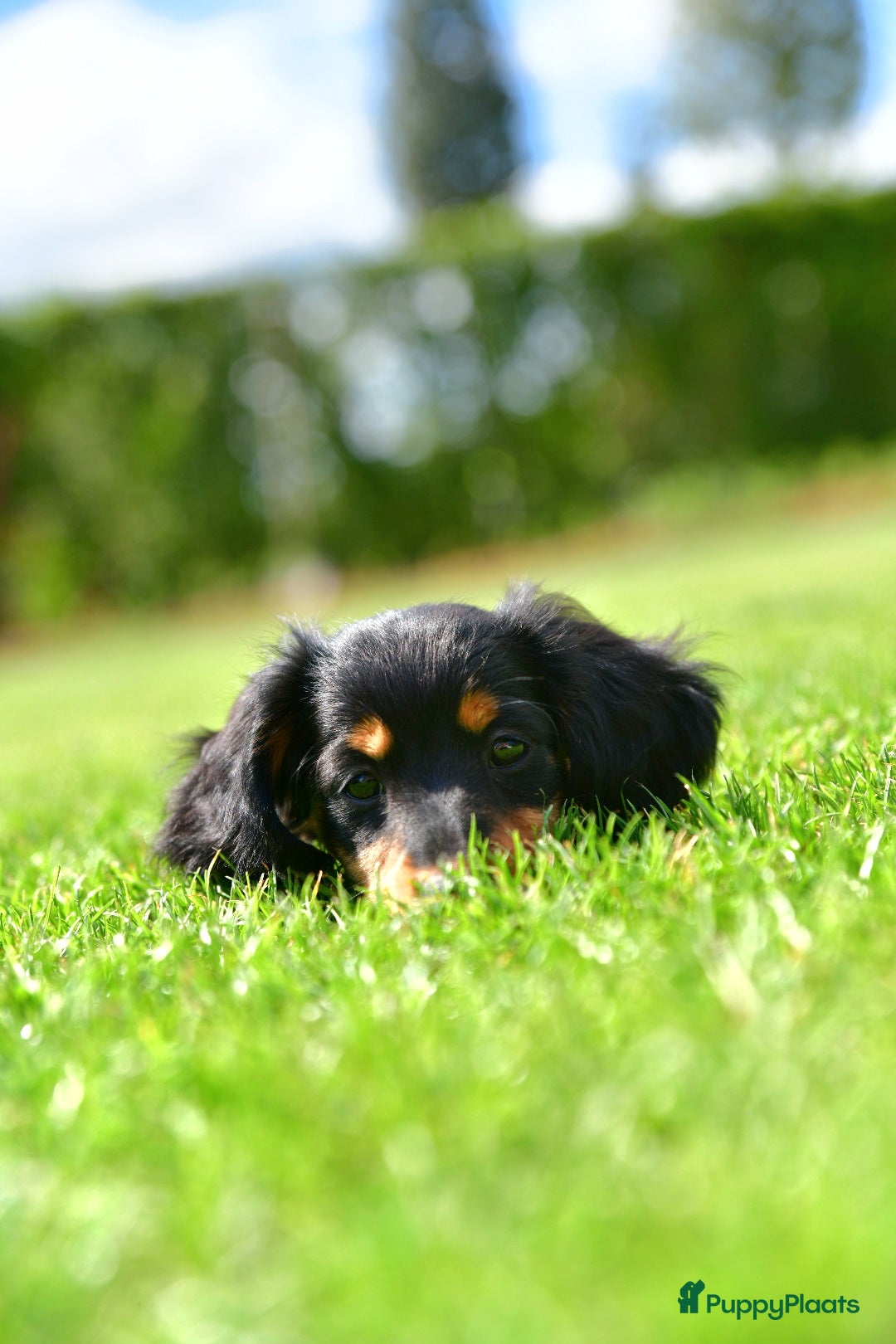 Teckel (langhaar) honden te koop: Mini - langharige dwergteckel pup met stamboom in Lienden - Afbeelding 2