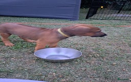 Rhodesian Ridgeback honden te koop: Super schattige Rhodesian Ridgeback pups te koop! in Sint-Michielsgestel - Afbeelding 12