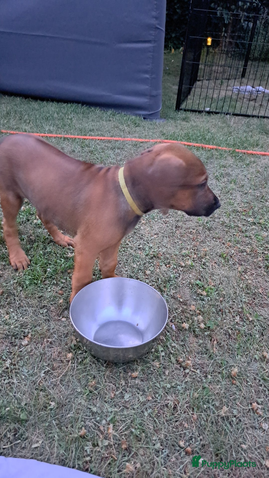 Rhodesian Ridgeback honden te koop: Super schattige Rhodesian Ridgeback pups te koop! in Sint-Michielsgestel - Afbeelding 12