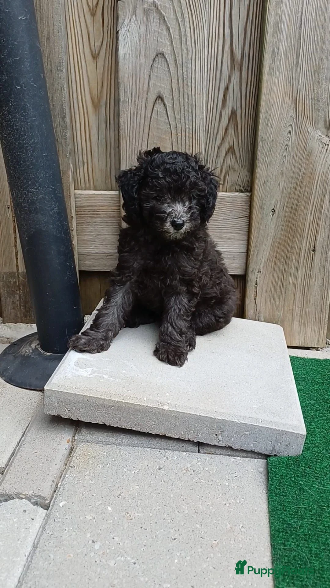 Kruising honden te koop: Prachtige dwerg/toy poedel puppys - Advertentie 2
