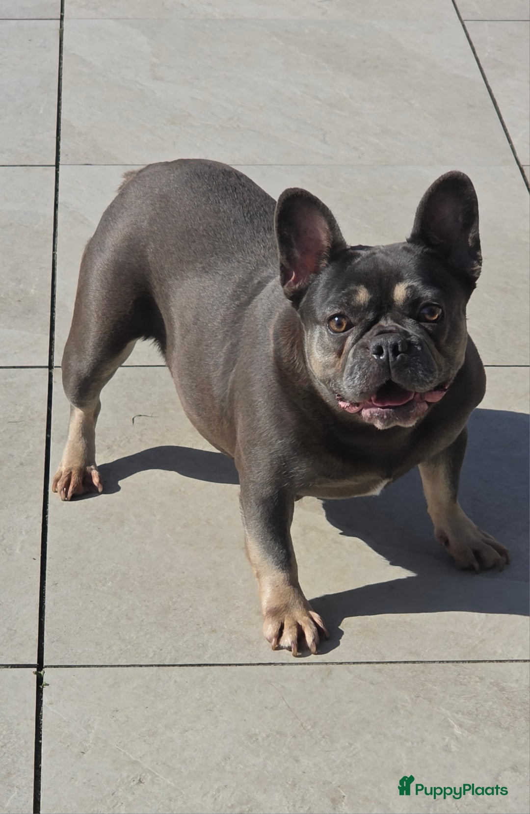 Franse Bulldog honden te koop: Super knappe, raszuivere franse bulldog pups - Advertentie 6