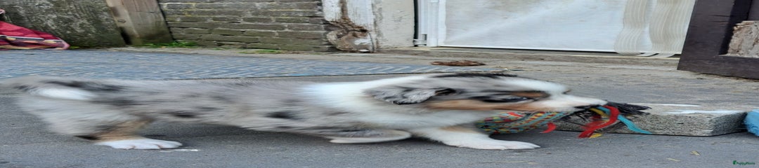 Australian Shepherd Puppy 7