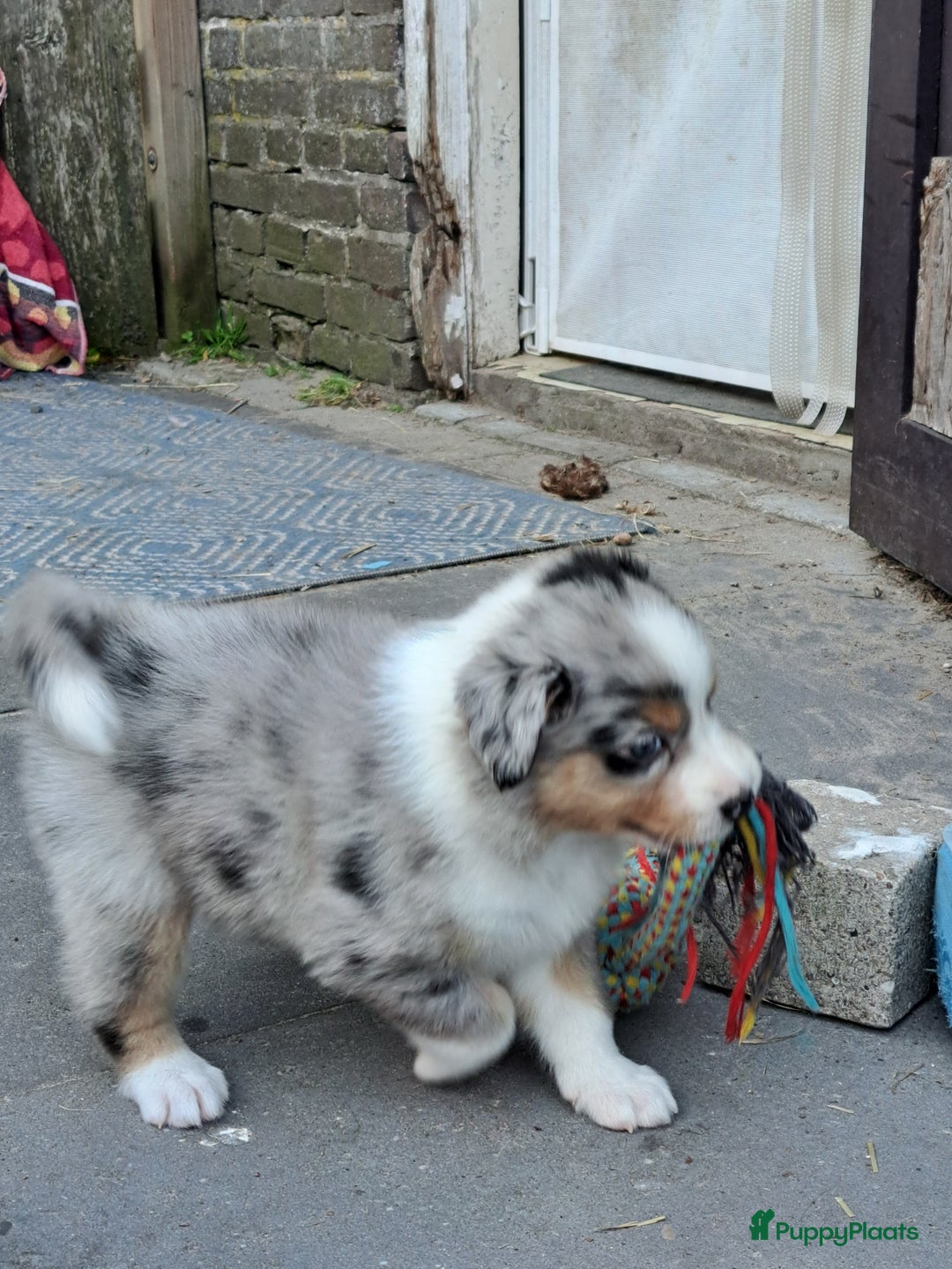 Australian Shepherd honden te koop: Australian Shepherd x Bordercollie pups in Linde - Afbeelding 25