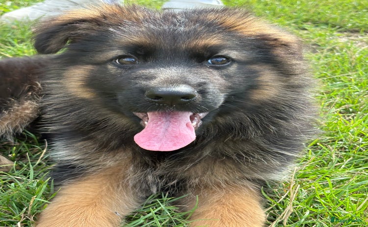 Duitse Herder honden - Advertentie 16