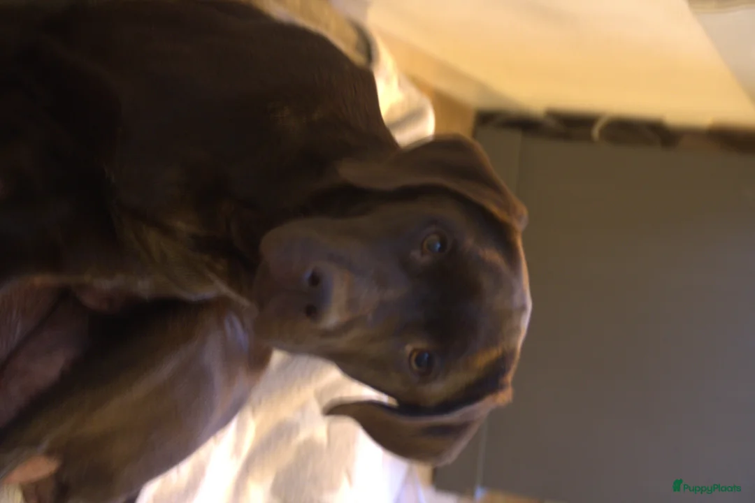 Labrador Retriever honden te koop: Prachtige chocoladebruine Labrador pups - Advertentie 4