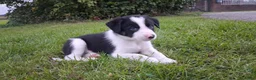 Border Collie honden te koop: 2 prachtige Border Collie pups  - Advertentie 14