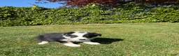 Kruising honden te koop: Australian Shepherd x Border Collie pups - Advertentie 23
