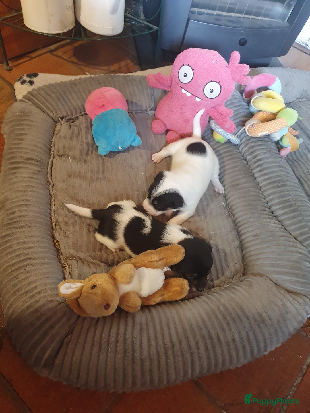 Jack Russel Terriër honden te koop: Lieve ruwharige JACK RUSSELTJES Laagbenig, dď - Afbeelding 6