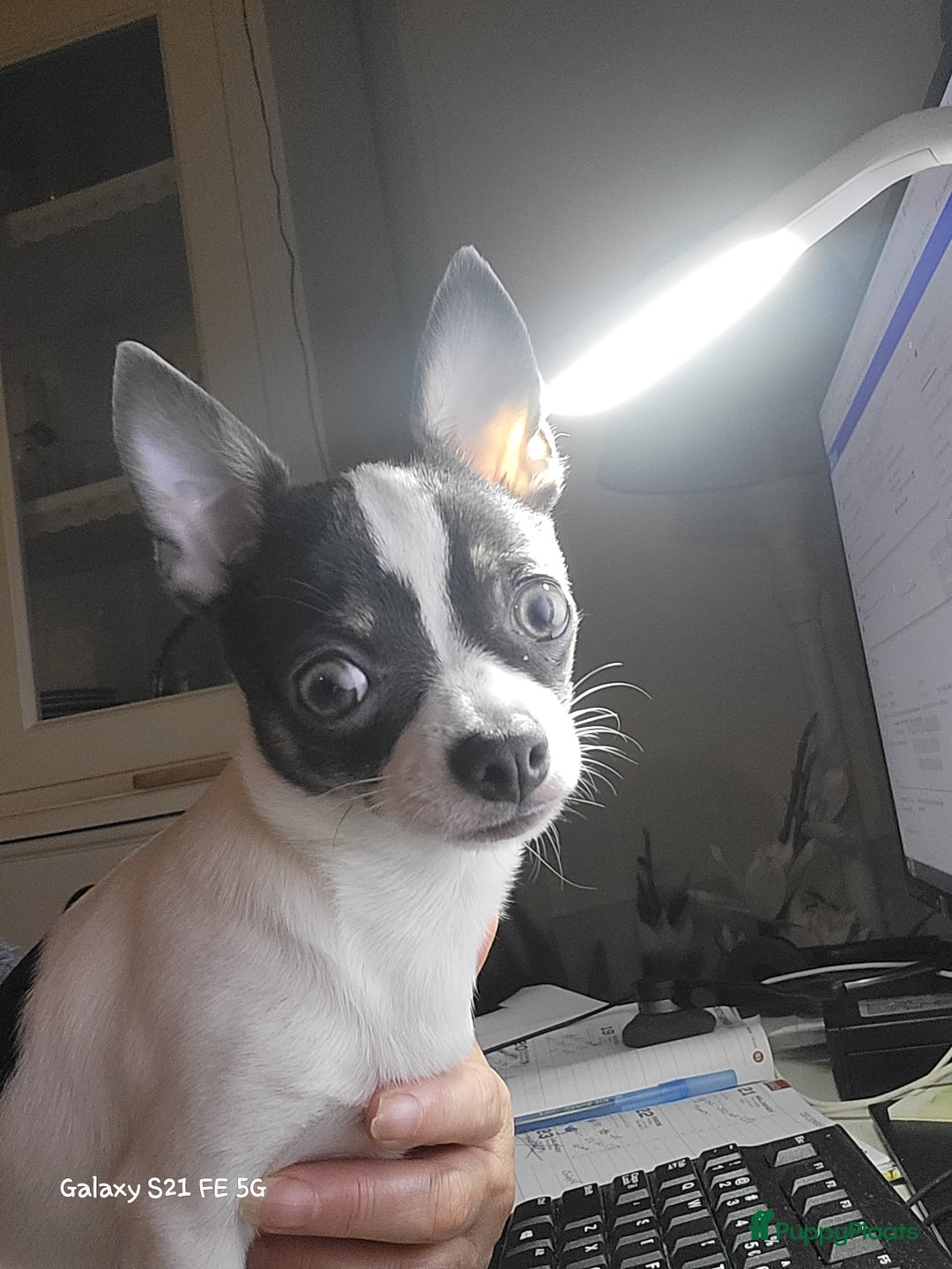 Chihuahua honden ter dekking: Dekreu, niet te koop. Blauw wit met crème  - Advertentie 2