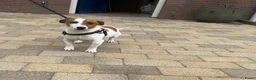 Jack Russel Terriër honden te koop: Nog 1 Jack Russell pupje beschikbaar!  - Advertentie 11