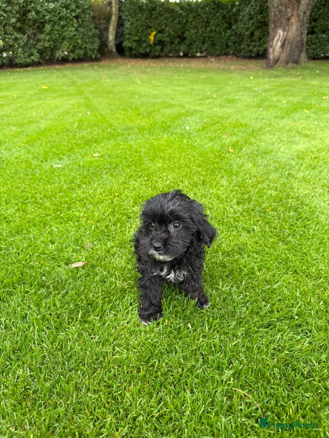 Kruising honden te koop: Boomer x Poedel (Boompoo) pups - Advertentie 22
