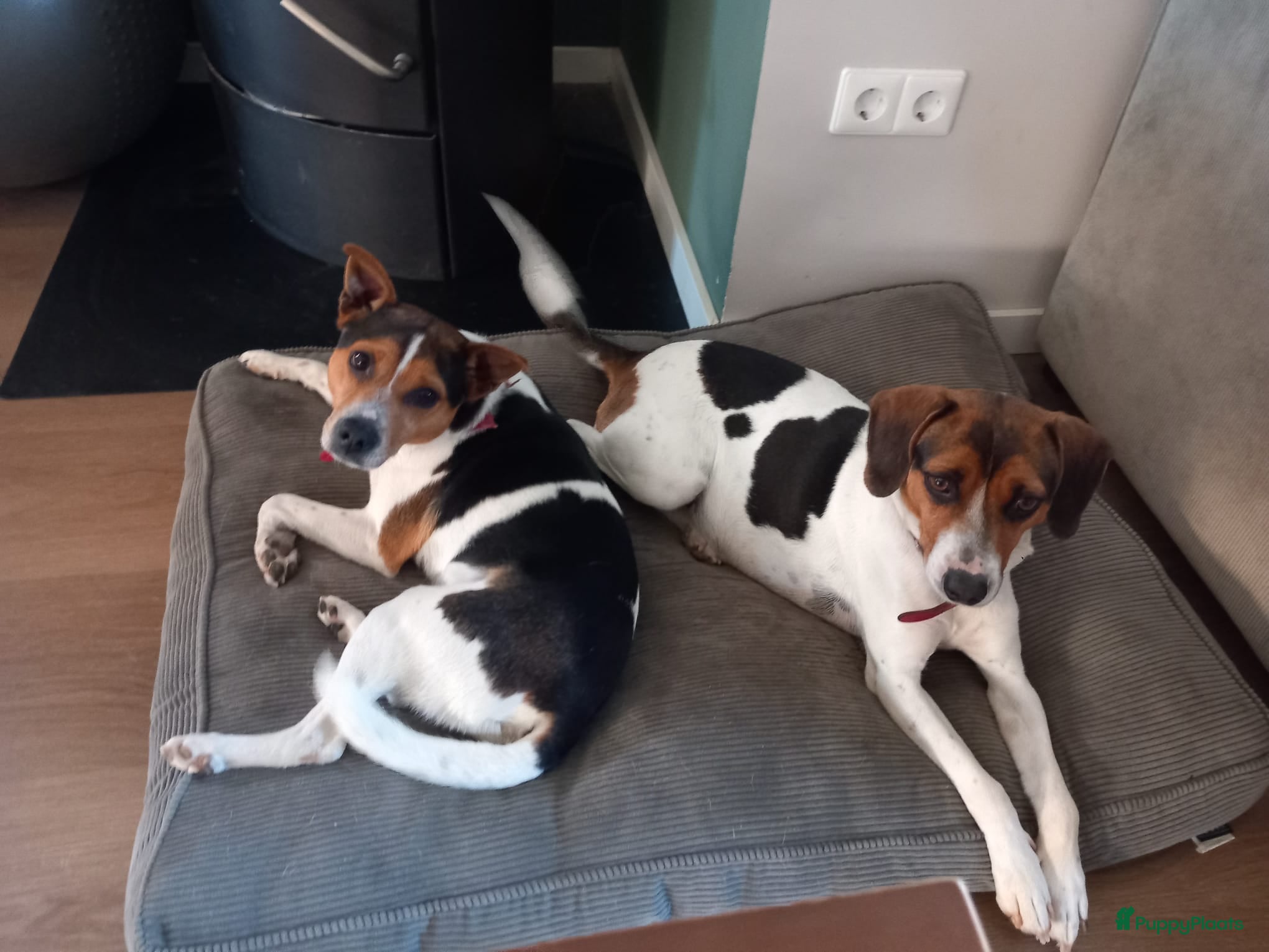 Boerenfox honden te koop: Prachtige driekleurige Boerenfox pups - Advertentie 5