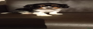 Cavalier King Charles Spaniel Puppy 5