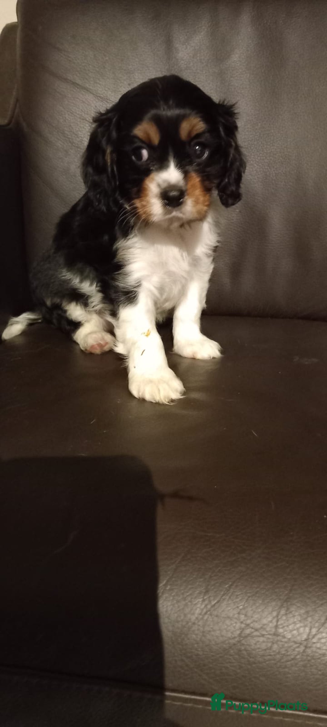 Cavalier King Charles Spaniel honden te koop: King charel - Advertentie 9