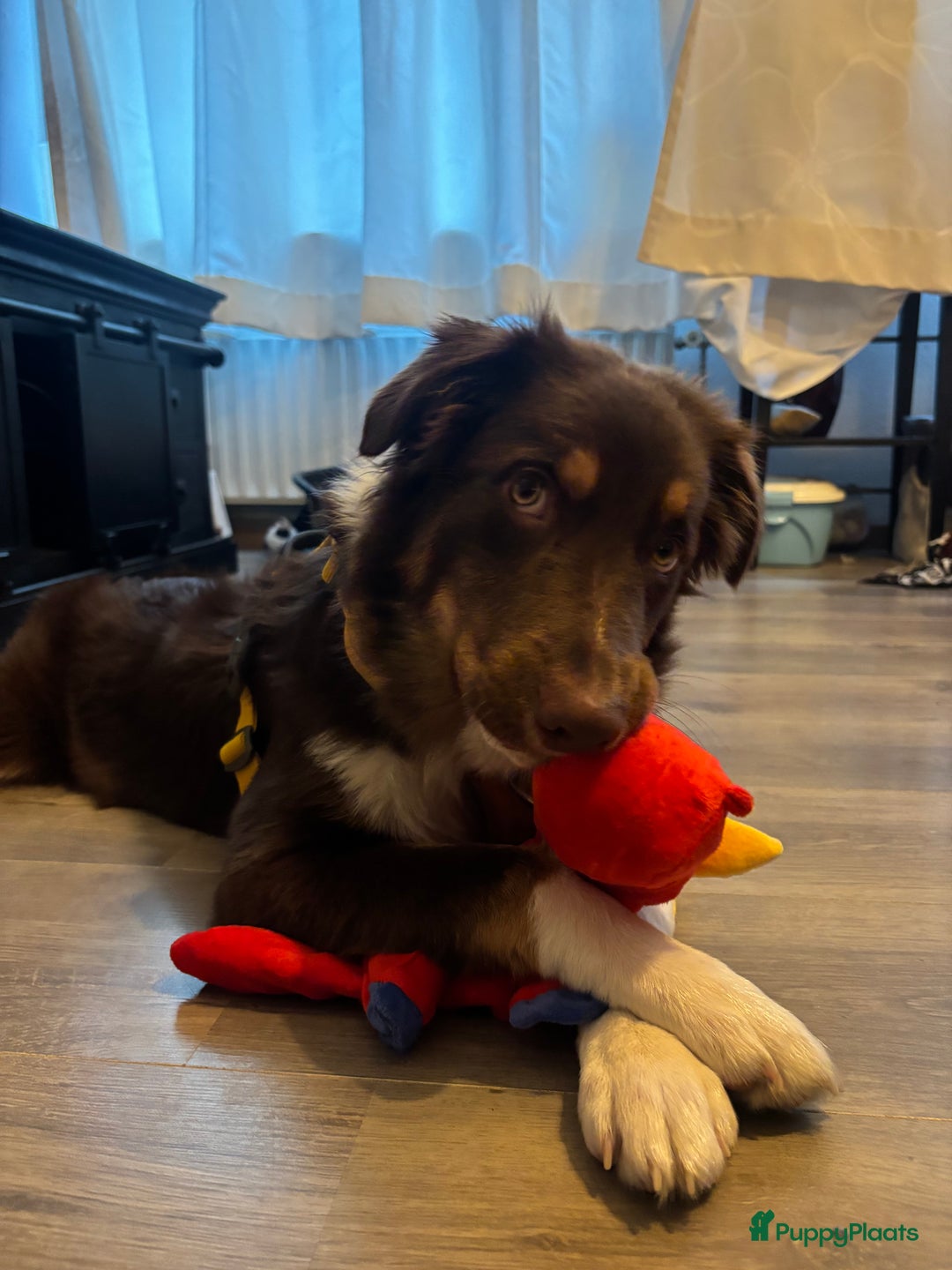 Australian Shepherd honden ter adoptie: Australian Shepherd Bobbi  - Advertentie 1