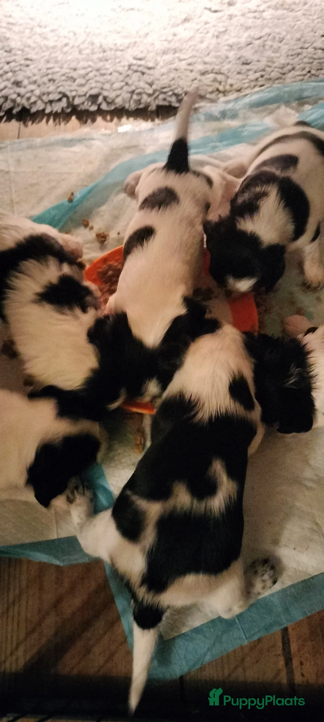 Kruising honden te koop: Tobekan pups Tibetaanse terrier x Cocker Spaniel  - Advertentie 8