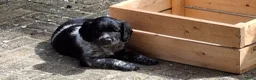 Kruising honden te koop: Unieke aparte bijzondere kruising - Advertentie 3