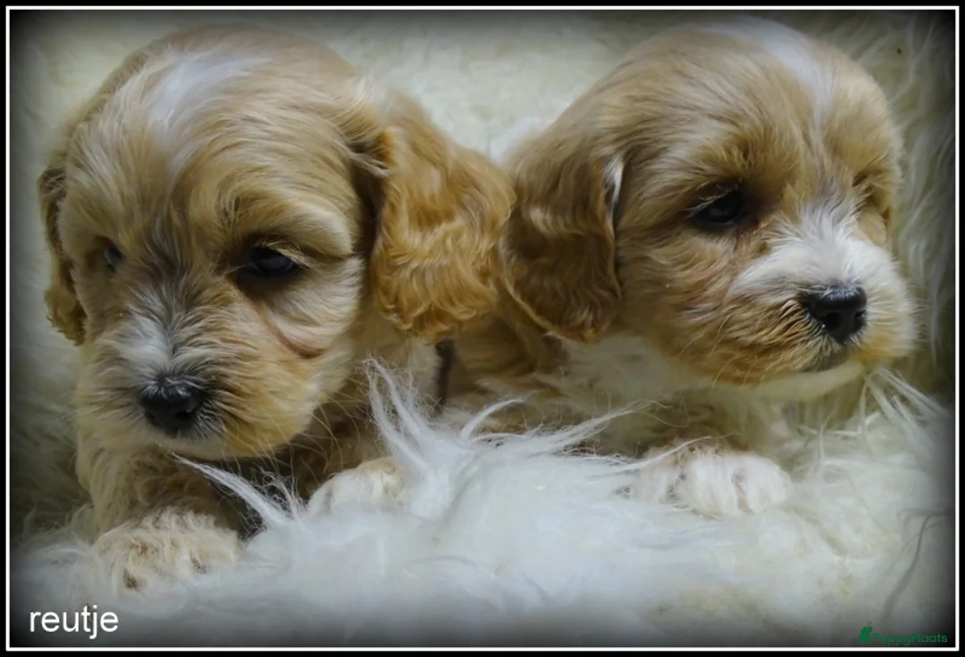 Maltipoo honden te koop: Maltipoo F1b pup reutje - Advertentie 11