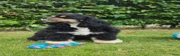 Cockapoo honden te koop: Amerikaanse Cockapoo pups - Advertentie 14
