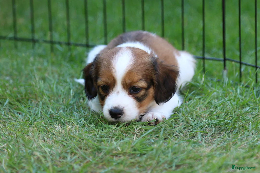 Kooikerhondje honden te koop: Raszuivere Kooikerpup reu. - Advertentie 2