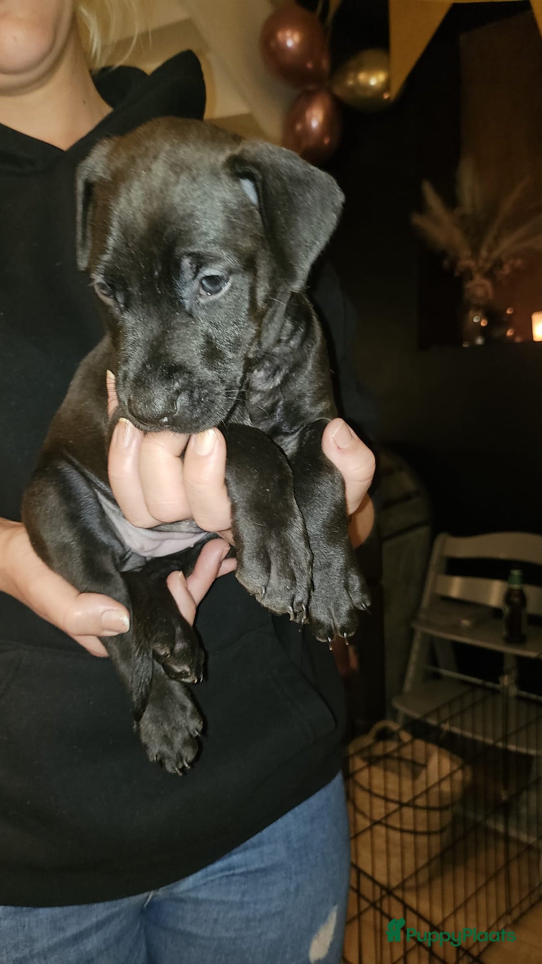 Kruising honden te koop: Prachtige pups te koop – Dobermann x Bully XL 🐾 - Advertentie 8