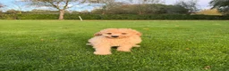 Labradoodle honden te koop: Dwergpoedel x Labradoodle pups - Advertentie 17