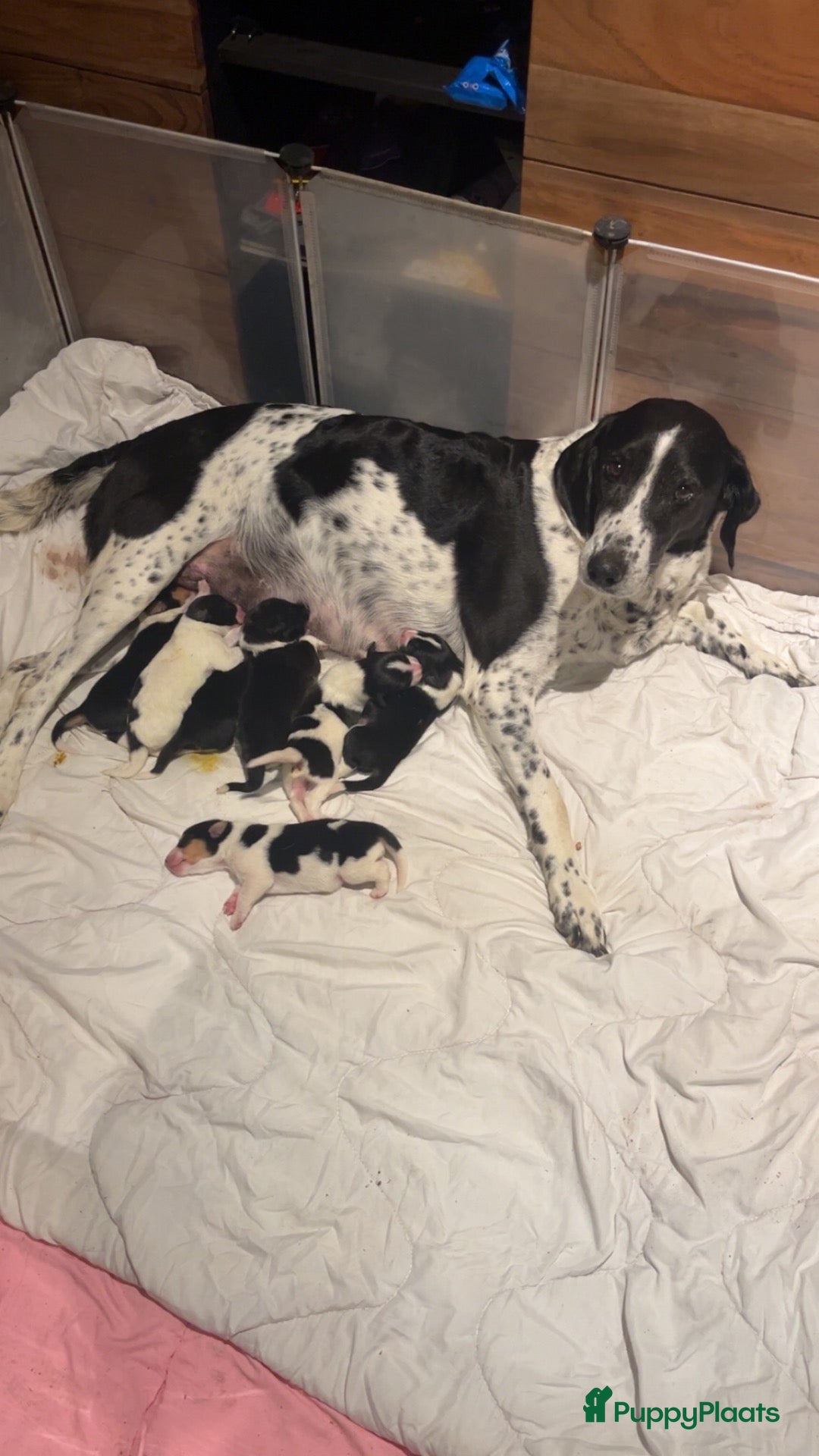Kruising honden 3 pups zoeken een nieuw huisje  - Advertentie 2